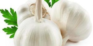 Garlic