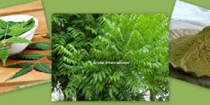 Neem Leaves