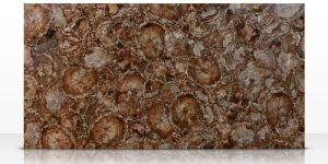 Petrified Wood Slab