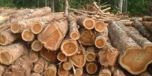 Malyasian Hardwood Logs Wooden