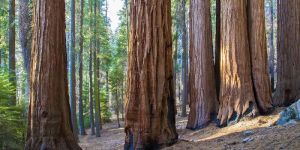 Swedish Pine Spruce Wooden