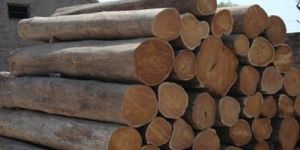 Tanzania Teak Logs Wooden