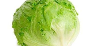 Fresh Lettuce