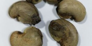 Raw Cashew Nuts