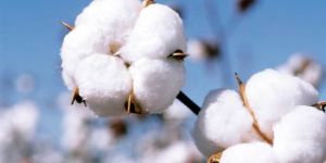 Raw Cotton