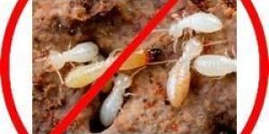 Termite Pest Control Service