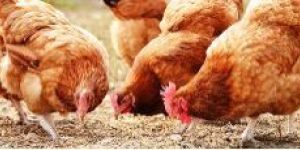 Colcin 20 Colistin Sulphate