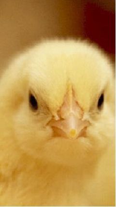 Enfeed Premix Supplement