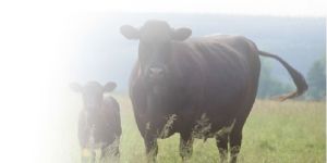 HPF Nutrition Supplement