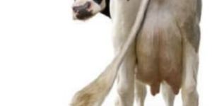 Mastoban Nutrition Supplement