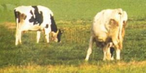 Organo Boost Nutrition Supplement