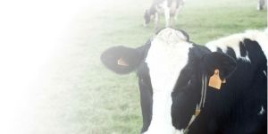 Ova-Care Nutrition Supplement