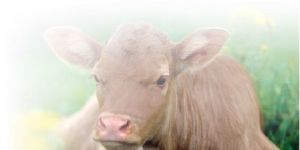 Protech-BS Nutrition Supplement