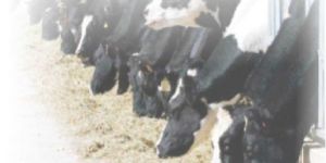 Rumax Nutrition Supplement