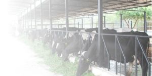 Xtralive Liver Tonic