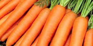Fresh Carrot