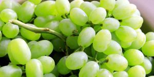Fresh Green Grapes