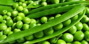 Fresh Green Peas