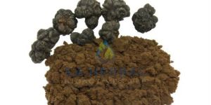 Morinda Citrifolia Extract