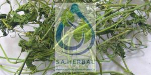 Passiflora Incarnata Extract