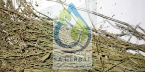 Phyllanthus Niruri Extract