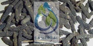 Piper Longum Extract