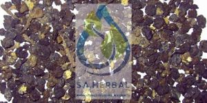 Piper Nigrum Extract