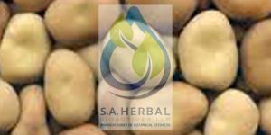 White Kidney Bean Extract