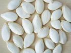 Snow White Pumpkin Seeds