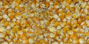 Maize (Corn)