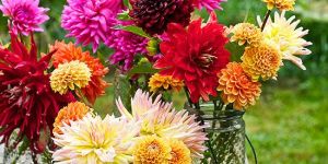 Dahlia Flowers