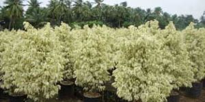 Ficus Star Light Plant