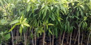Mango Plant