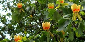 Tulip Tree