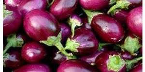 Fresh Brinjal