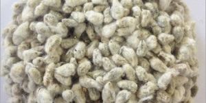Cotton Seeds