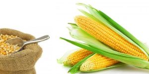 Yellow Maize