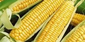 Yellow Corn