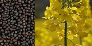 Indian Rapeseed Extraction Meal