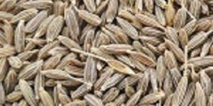 Cumine Seed