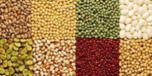 Indian Pulses
