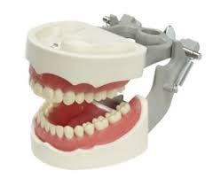 Dental Model