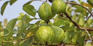 Guava Plants