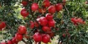 Pomegranate Plant