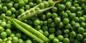 Fresh Peas