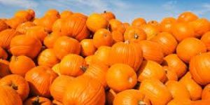 Fresh Pumpkin
