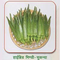 Hybrid Okra