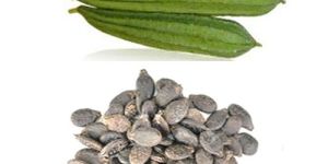 Ridge Gourd Seeds