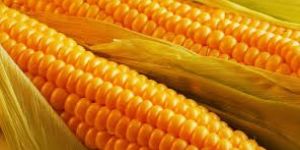Yellow Maize