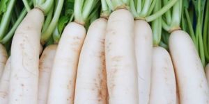 Fresh Radish